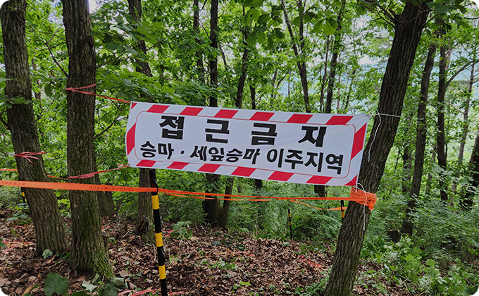 희귀식물 세잎승마 이식 및 모니터링
